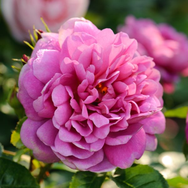 David Austin® Princess Anne® (Auskitchen) English Shrub Rose